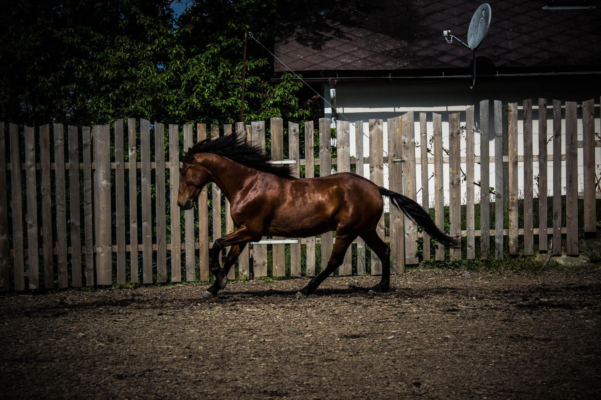 Pferd in freier Bewegung entlang eines Holzzauns